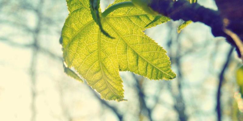 从森林到工厂：区块链如何重塑南亚木业的绿色供应链？