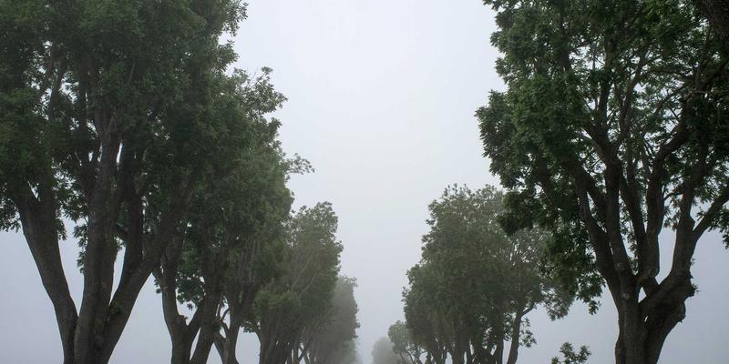 从雨林到家居:揭秘南亚与东南亚木材供应链的绿色变革与实木板材未来